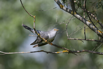 A close-up shot of a male Eurasian cuckoo (Cuculus canorus) in breeding plumage sitting on a tree branch