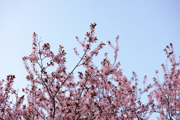 Plum flower and the background blue sky are in Spring season