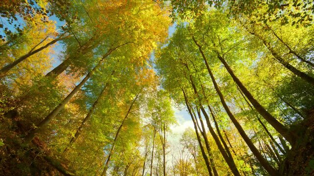 Majestic tree canopy in beautiful autumn colors, with stripes of blue sky between the treetops. The camera tilts up.
