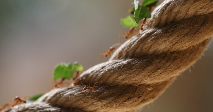  leafcutter ants carrying green leaf sections in a steady stream along a thick, natural fiber rope. Wildlife teamwork.
