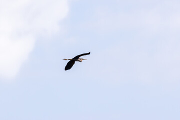 Obraz premium Purple heron flying at lagoa pequena interpretive space, sesimbra, portugal