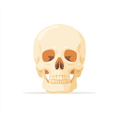 Fototapeta premium Human Skull Illustration: A detailed illustration of a human skull, showcasing the intricacies of bone structure and form, ideal for educational or artistic purposes.