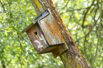 Close up of a weathered wooden birdhouse providing shelter for birds in a natural habitat
