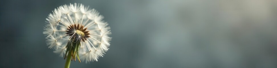 Fototapeta premium Intricate detail of mature dandelion clock against a gray background , plant, delicate