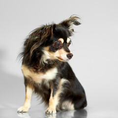 A tri-color long-haired Chihuahua sits elegantly, looking to the side against a clean, reflective light gray studio background.