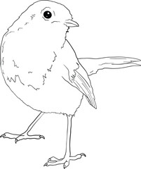 Robin bird line art, hand drawn outline clip art of European bird, coloring book bird