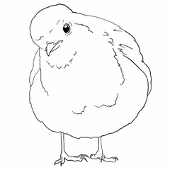 Robin bird line art, hand drawn outline clip art of European bird, coloring book bird