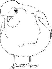 Robin bird line art, hand drawn outline clip art of European bird, coloring book bird