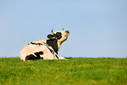 A black and white Holstein cow rests peacefully on a vibrant green grassy hill under a clear, light blue sky, tilting its head upwards.