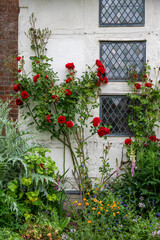 Naklejka premium climbing rose in a garden