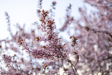 Plum flower and the background blue sky are in Spring season