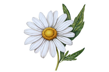 A single white daisy flower with green leaves watercolor painting botanical illustration
