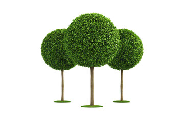 Three Lush Green Round Top Trees Perfect for Landscaping Designs
