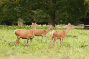 Group of deer in a dreamy hazy field