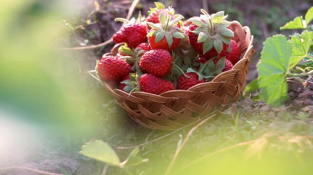 Ripe strawberries are put into a basket in a strawberry patch