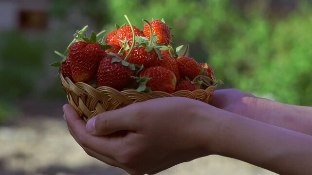 Ripe strawberries are put into a basket in a strawberry patch