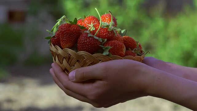 Ripe strawberries are put into a basket in a strawberry patch