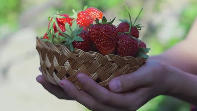 Ripe strawberries are put into a basket in a strawberry patch