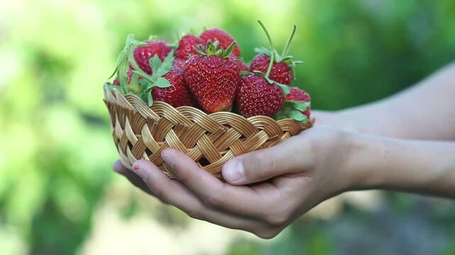Ripe strawberries are put into a basket in a strawberry patch
