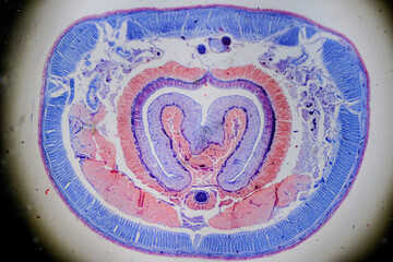 Cross section of Lumbricus earthworm showing segmented anatomy