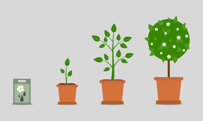 Plant gradual growth. Scheme from sprout to adult plant. Simple deciduous plant. Botanical vector illustration isolated on gray background