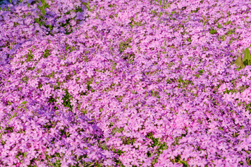 ピンクの絨毯を描く芝桜の群落