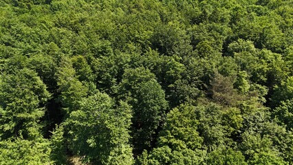 Naklejka premium the forest photographed from the air with a drone 