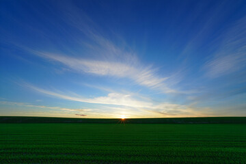 Fototapeta premium green field and blue sky