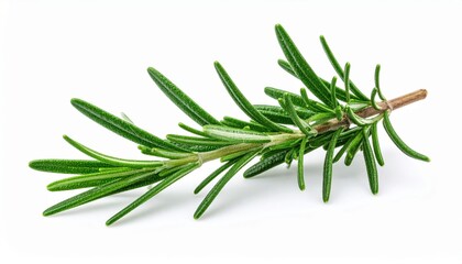 Fototapeta premium Fresh Rosemary Sprig On White Background