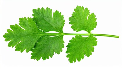 Fresh Coriander Leaves On White Background