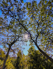 Sunlight through trees in nature