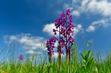 Jersey, U.K. Jersey Orchid flowers at 'Pre Noir,' a protected field.