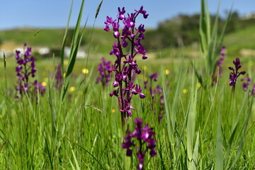 Jersey, U.K. Jersey Orchid flowers at 'Pre Noir,' a protected field.