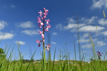 Jersey, U.K. Jersey Orchid flowers at 'Pre Noir,' a protected field.