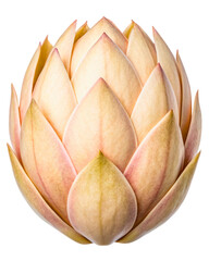 Fototapeta premium Pale orange closed flower bud macro shot on a transparent background