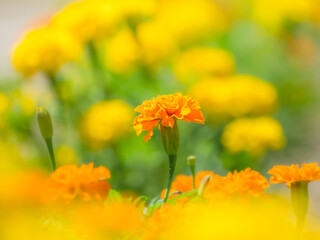 春から秋まで公園や花壇を彩るマリーゴールドのある風景。自然風景素材。ぼんやりした花畑のイメージ