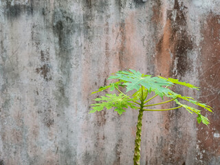 A young papaya tree with vibrant green, deeply lobed leaves stands against a textured grey wall....