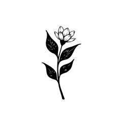 Botanical illustration: Delicate flower with stylized leaves on a white background