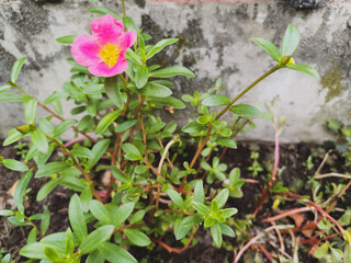 A vibrant, scarlet Portulaca grandiflora bloom with a sunny yellow center, set against a backdrop of lush green foliage and rich brown soil. The simple yet striking flower showcases its delicate