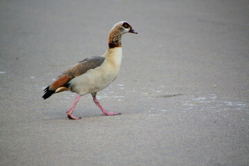 A view of an Egyptian Goose