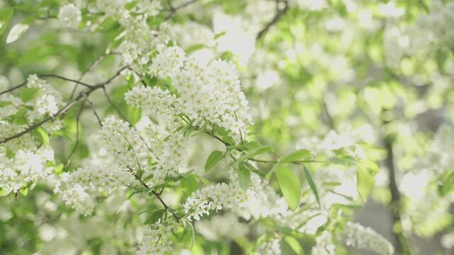  The branches of a flowering bird cherry sway in the wind in the rays of the sun