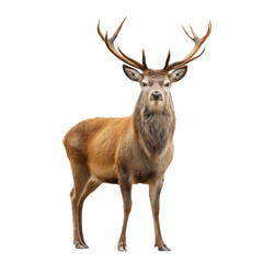 Majestic Red Deer in Full Glory - A Stunning Portrait of Wildlife , isolated on white background png
