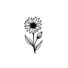 Elegant botanical line drawing of a sunflower with leaves and a bud on white