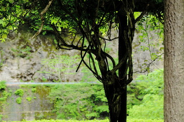 岐阜県揖斐川町坂内の木の影と崖