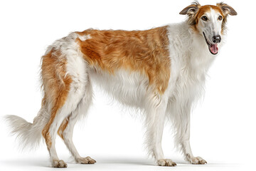 A slender borzoi dog poses happily, showcasing its long fur and graceful stature in a lit indoor space