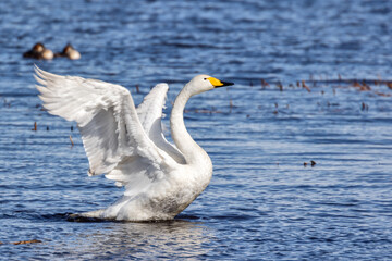 Naklejka premium white swan in start of flight from blue water