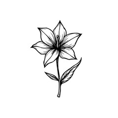 Elegant monochrome lily illustration, detailed stamen, botanical simplicity artwork