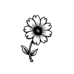 Elegant monochrome daisy illustration, botanical art for creative designs