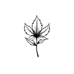 Minimalist Leaf Illustration Depicting Intricate Veins and Delicate Stem Structure