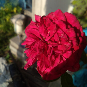 Focus on the janice kellogg rose and the light falling on it